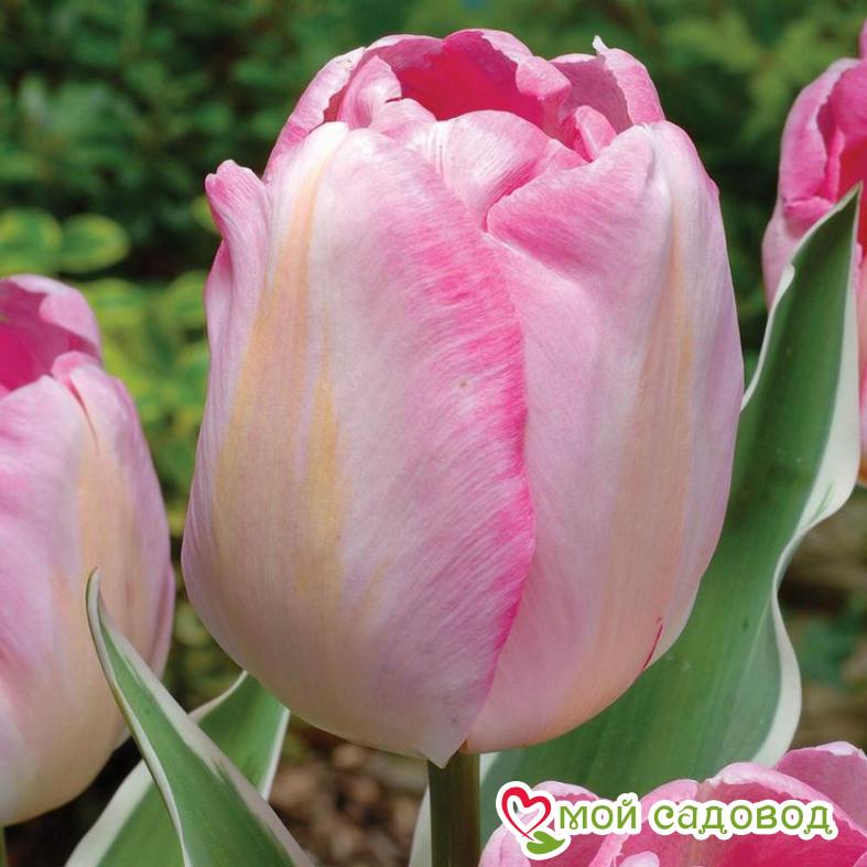 Тюльпан триумф Нью Дизайн