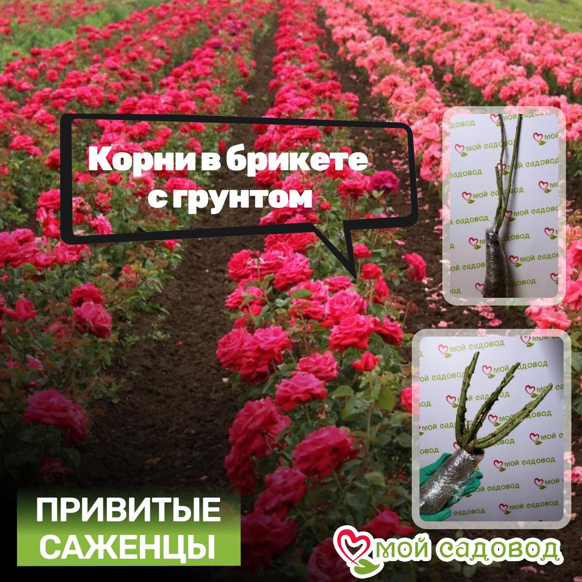 Роза плетистая Алый Триумф